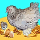 Huhn (Курица)