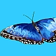 Schmetterling (Бабочка)