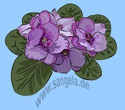 Blumen Veilchen oder Violen (Viola)