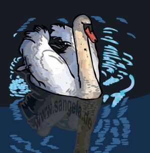 Schwan mit Spiegelung im Wasser