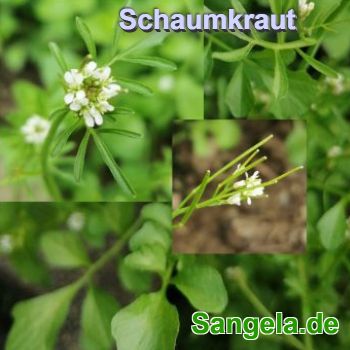 Wald-Schaumkraut (Cardamine flexuosa)